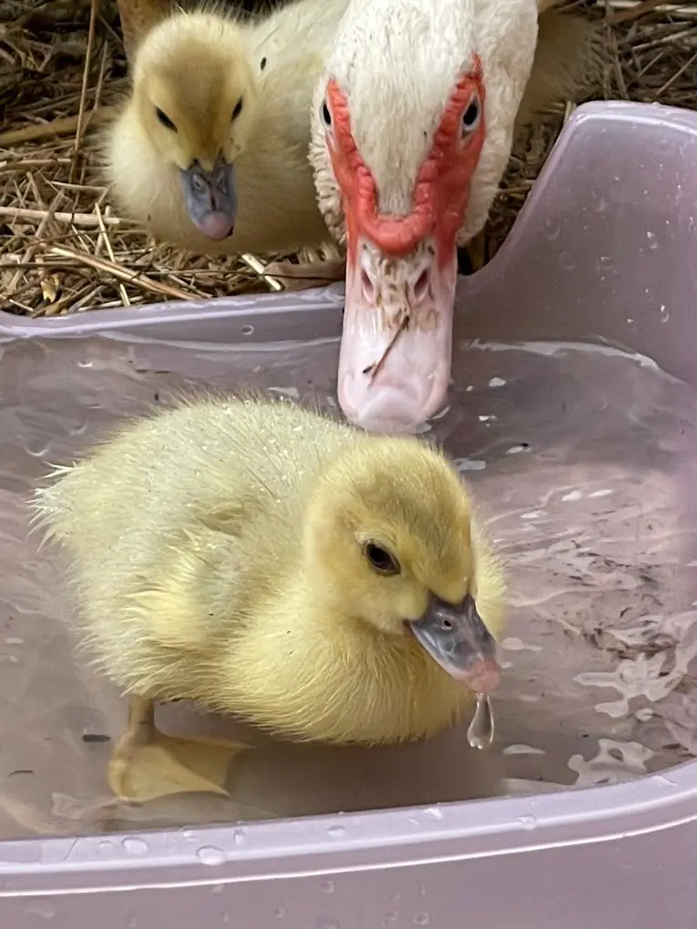Jugendliche bei Garten- und Tierarbeit am Montessori-Lernort