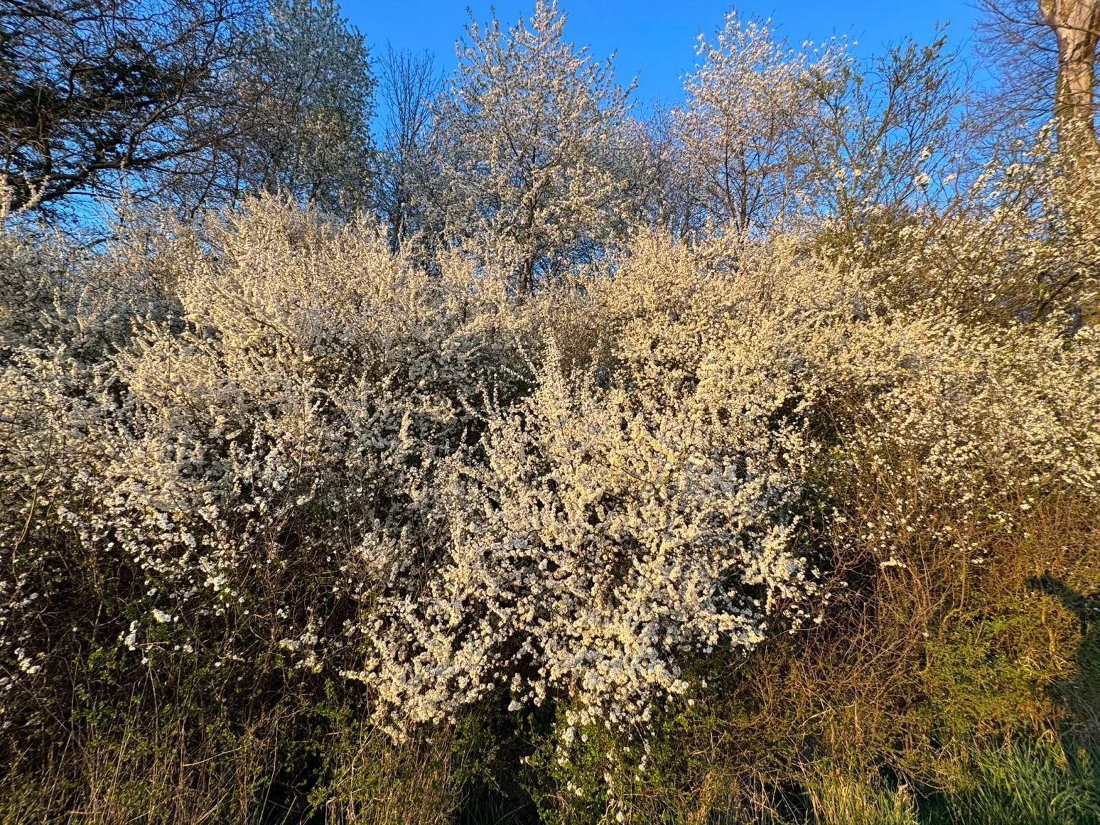 Vorbereitete Umgebung – von der Natur gestaltet